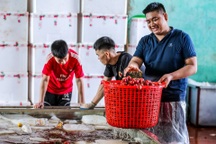 Kiếm tiền triệu mỗi ngày nhờ công việc "ăn theo" mùa vải