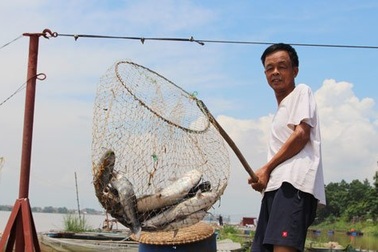 Vớt cá "tiến vua" về nuôi lợn