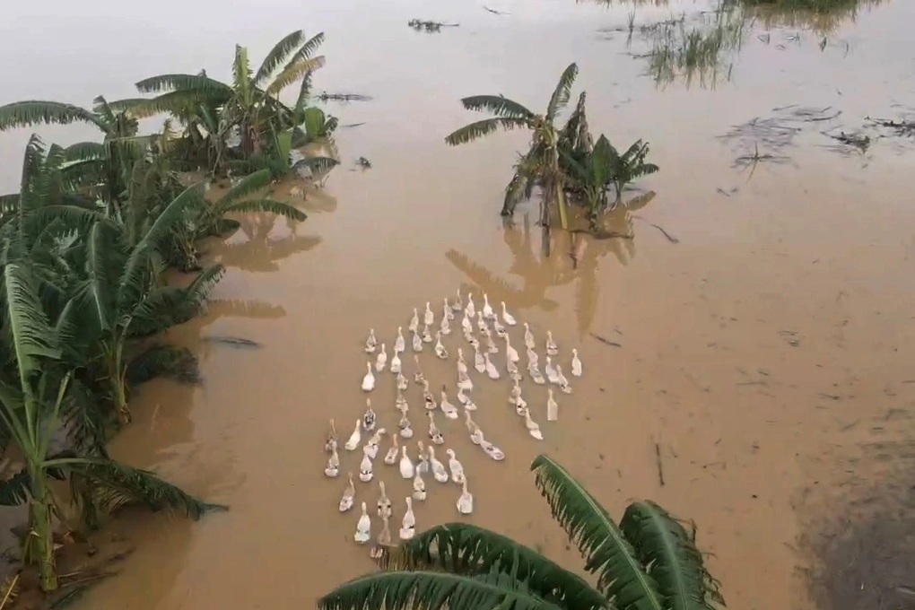 Lão nông thuê máy bay không người lái tìm đàn vịt lạc sau bão Bualoi - 2 Lão nông thuê máy bay không người lái tìm đàn vịt lạc sau bão Bualoi - 2