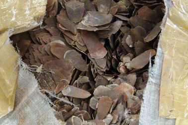 Bắt giữ hơn 42kg vẩy tê tê Châu Phi nhập khẩu qua đường hàng không