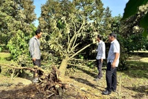 Cây "tỷ đô" đổ gãy hàng loạt sau cơn lốc xoáy trong đêm