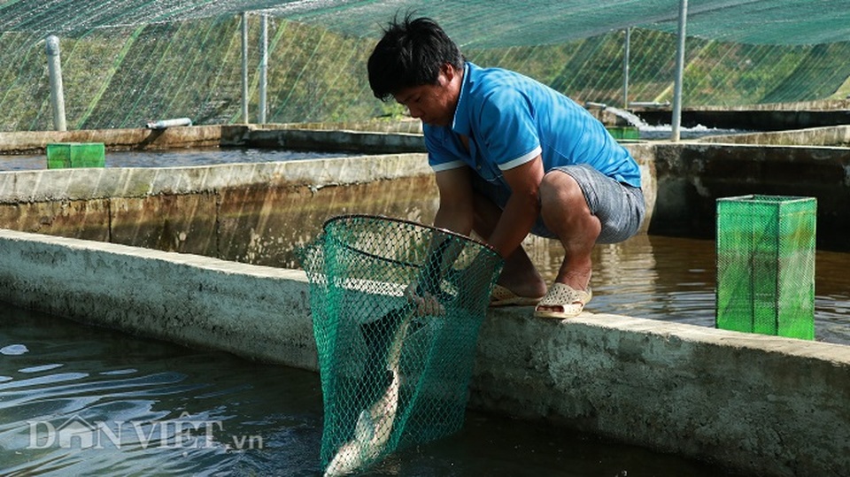 Với 70 hồ nuôi cá tầm, 1 nông dân Lâm Đồng thu tiền tỷ mỗi năm - 6 Với 70 hồ nuôi cá tầm, 1 nông dân Lâm Đồng thu tiền tỷ mỗi năm - 6