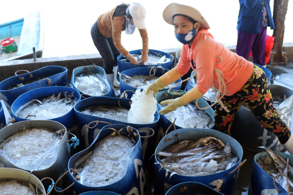Phú Yên: Trúng ruốc biển, ngư dân bỏ túi tiền triệu mỗi ngày - 8 Phú Yên: Trúng ruốc biển, ngư dân bỏ túi tiền triệu mỗi ngày - 8