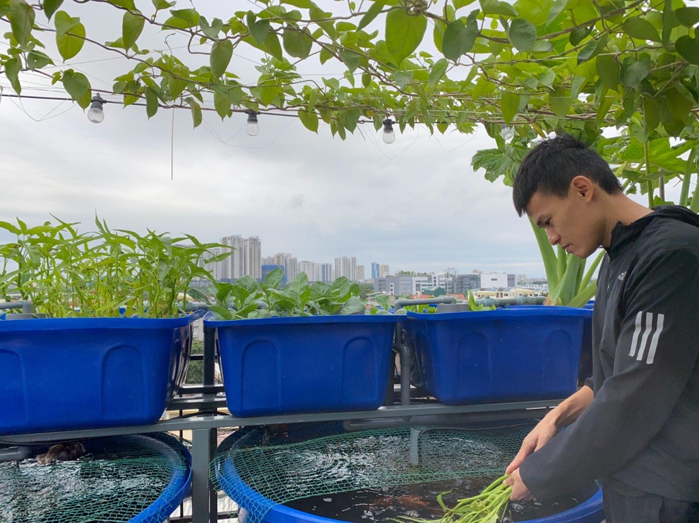 Mô hình độc đáo trồng rau và nuôi cá giữa phố của chàng trai Hà Nội - 11 Mô hình độc đáo trồng rau và nuôi cá giữa phố của chàng trai Hà Nội - 11