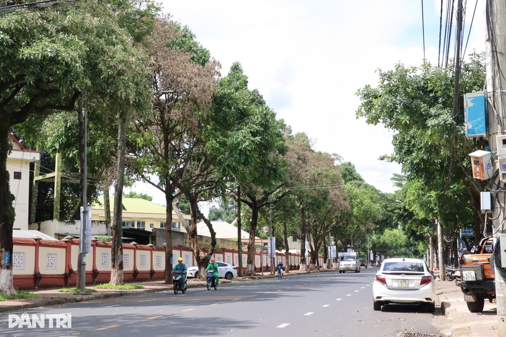 Hàng loạt cây hoa sữa ở Đắk Lắk héo bất thường - 1 Hàng loạt cây hoa sữa ở Đắk Lắk héo bất thường - 1
