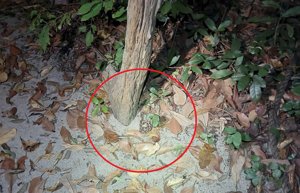 Loài rắn độc nguy hiểm thường gặp tại Việt Nam, được ví như mìn sống - 5