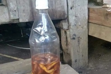 3 giáo viên bị ngộ độc vì uống rượu ngâm rễ lá cây rừng