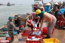 Ngư dân kiếm tiền triệu mỗi chuyến ra khơi nhờ đánh bắt đặc sản