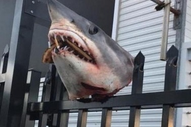 Hãi hùng cảnh đầu cá mập tươi nguyên bị gắn lên hàng rào kim loại