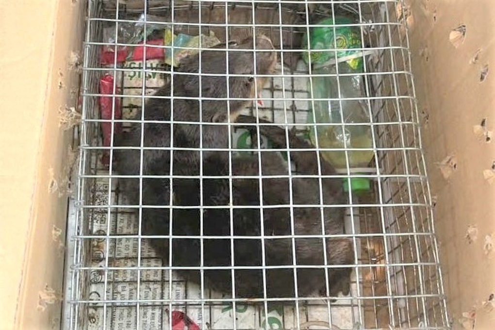 Khởi tố người phụ nữ buôn bán cá thể rái cá vuốt bé quý hiếm - 1