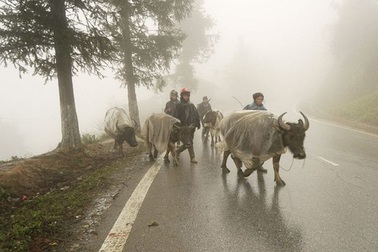 Bắc Bộ và Bắc Trung Bộ mưa rét