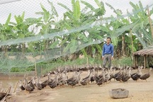 Có 2 bằng đại học, vẫn bỏ việc về quê nuôi lợn, chăn vịt, và... thành tỷ phú