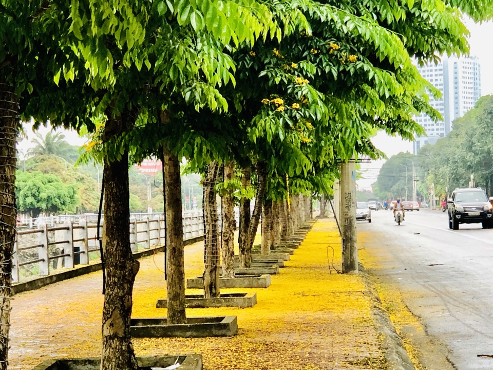 Mùa hoa Giáng Hương rực rỡ thành Vinh - 1 Mùa hoa Giáng Hương rực rỡ thành Vinh - 1