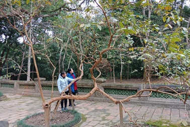 “Cụ” ổi biết cười “độc nhất vô nhị” ở Việt Nam