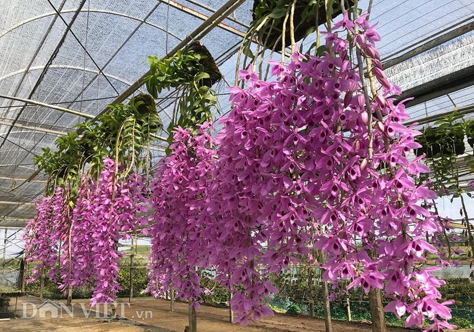 Giàn phong lan giả hạc thanh củi khủng của 9X Lâm Đồng - 3 Giàn phong lan giả hạc thanh củi khủng của 9X Lâm Đồng - 3