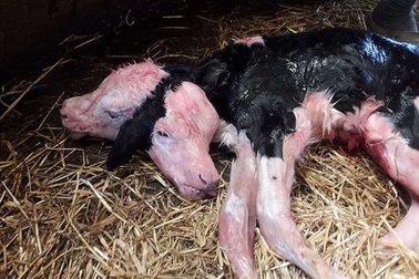 Bê hai đầu gây sốc ở Ba Lan