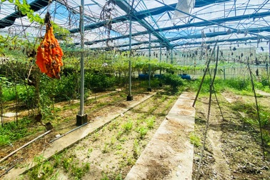 Giám đốc Sở bị tố cáo, Chủ tịch Quảng Ngãi chỉ đạo xác minh