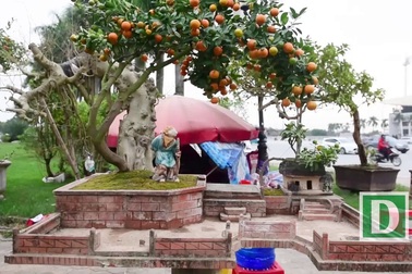 Quất tiểu cảnh gợi hình ảnh làng quê Bắc Bộ yên bình