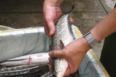 Người Hà Nội ăn toàn cá quả Trung Quốc, cá Việt Nam đâu?