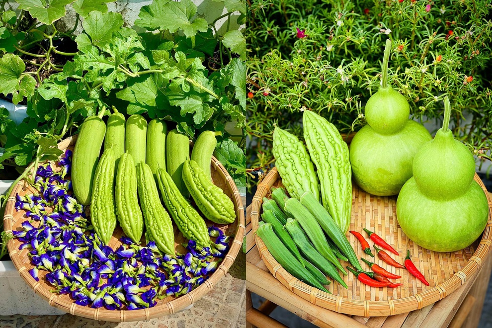 Những gia đình Việt sống khỏe nhờ vườn sân thượng xanh tốt giữa mùa dịch - 15 Những gia đình Việt sống khỏe nhờ vườn sân thượng xanh tốt giữa mùa dịch - 15