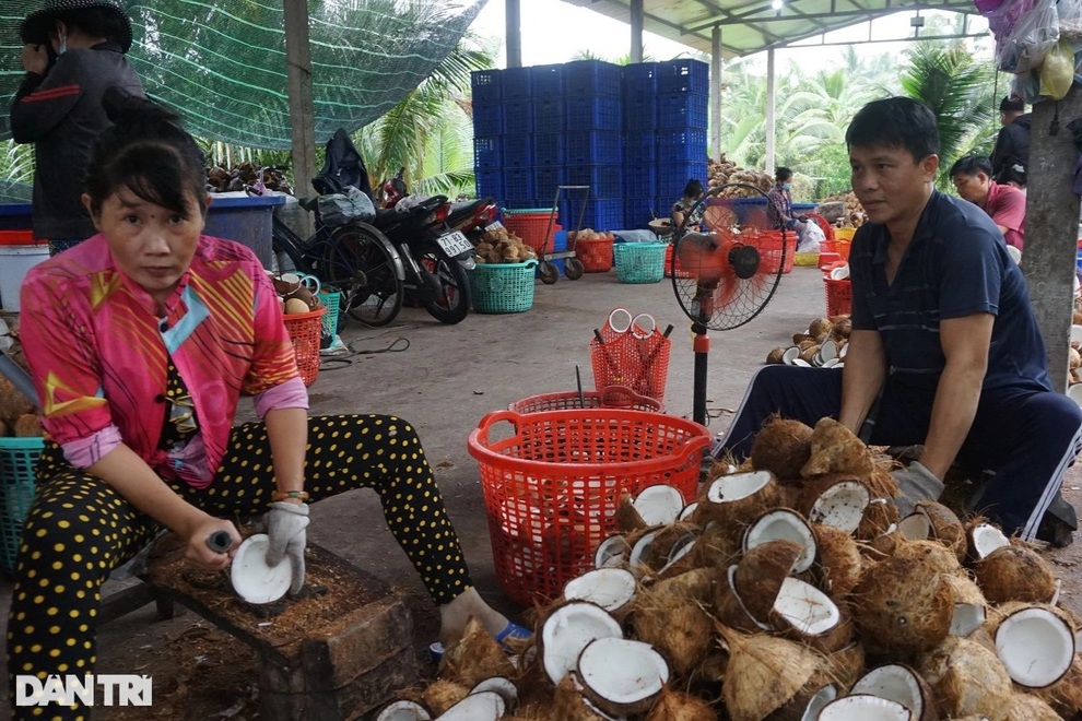 Cả chục công đoạn làm ra món cơm dừa trắng ngần ngọt lịm đặc sản Bến Tre - 3 Cả chục công đoạn làm ra món cơm dừa trắng ngần ngọt lịm đặc sản Bến Tre - 3
