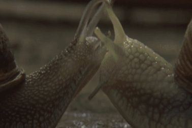 Bị điếc và gần như mù, ốc sên tìm kiếm “nửa kia” của mình như thế nào?