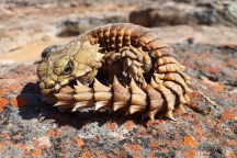 Loài động vật với bề ngoài giống rồng trong truyền thuyết