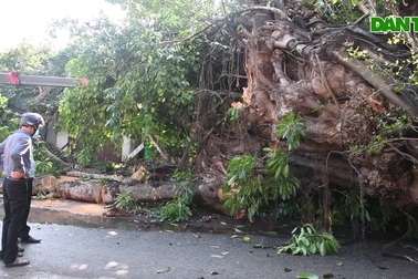 Cây đa hơn 200 năm tuổi bật gốc đè chết người