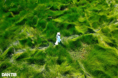 Cánh đồng cỏ năng duy nhất ở Miền Trung thành "sàn diễn" của nhiếp ảnh gia
