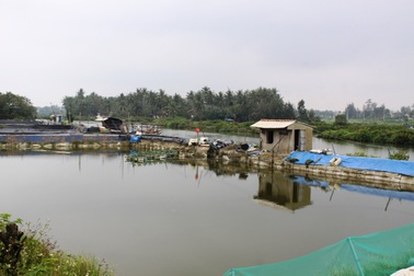 Những hồ nuôi tôm đang "bức tử" sông Kinh