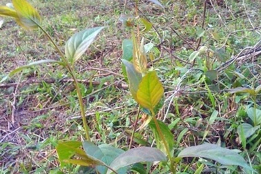 Ngăn chồng đi uống rượu không được, thai phụ trẻ ăn lá ngón tự vẫn