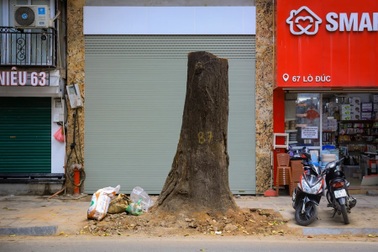 Hà Nội: Chuyển công an điều tra vụ cây sao đen chết khô trên phố Lò Đúc