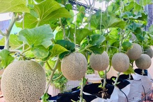 Trồng 50 gốc dưa trên vườn sân thượng, cô gái Sài Gòn bội thu quả