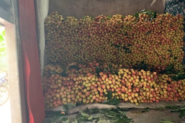 Bắc Giang xin "làn xanh" cho xe vận chuyển vải lưu thông nhanh chóng