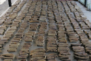 Singapore bắt giữ 8,8 tấn ngà voi đang trên đường tới Việt Nam