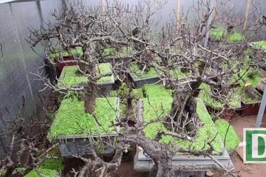 Đào tiến vua 10 triệu đồng/ bông, đại gia xếp hàng trước Tết cả tháng