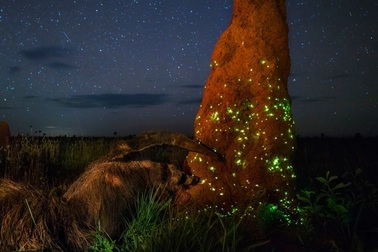 Ảnh thắng giải bị phát hiện dàn dựng “quá đáng”