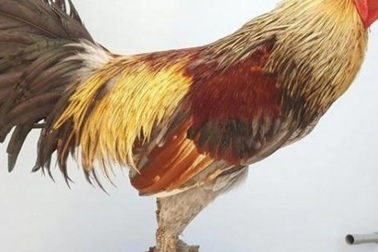 Lạ lùng loài gà có chân chi chít vảy rồng ở Việt Nam