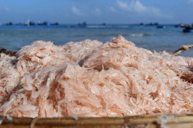 Bắt loài hải sản bé tí, ngư dân kiếm 1-2 triệu đồng mỗi ngày