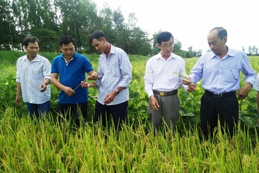 An Giang: Ngành lúa gạo và thủy sản An Giang đạt kết quả nổi bật nhờ ứng dụng công nghệ cao