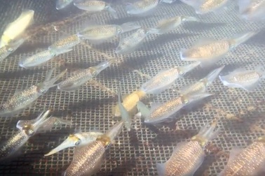 Mực sống đang bơi tung tăng 1 triệu đồng/kg về Hà Nội cháy hàng