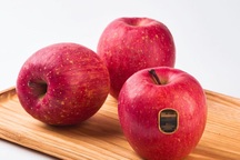 Lộ diện táo tuyết đỏ đi máy bay về Việt Nam khiến giới sành ăn "cháy ví"