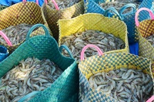 Phạt hành chính 2 người Trung Quốc thu mua thủy sản trái phép