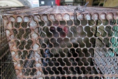 Đột kích cơ sở buôn bán 100kg thịt động vật hoang dã