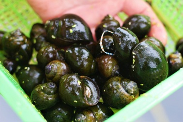 Nuôi loài đặc sản đen sì, ăn toàn thứ rẻ tiền, anh nông dân sống khỏe