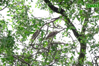 Lão nông "khùng" để không 5ha đất cho cò, chim trời ngụ cư