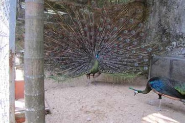 Nhiều cá thể động vật hoang dã bị nuôi nhốt trong quán cà phê