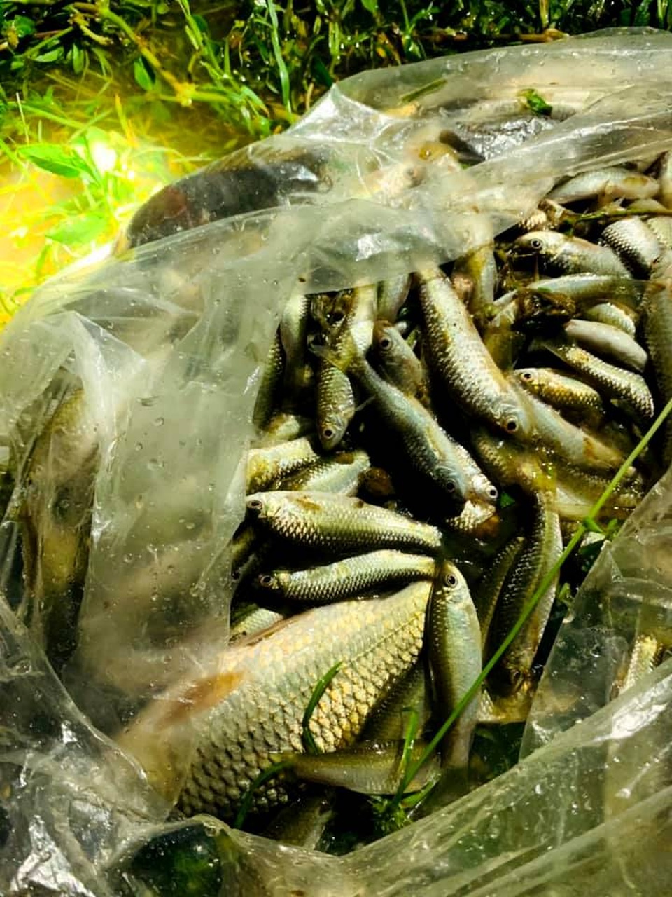 Người dân đổ ra đường giăng lưới bắt cá giữa lũ lớn - 13 Người dân đổ ra đường giăng lưới bắt cá giữa lũ lớn - 13