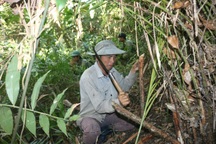 Kiếm tiền triệu mỗi ngày nhờ săn "lộc trời" đầu xuân