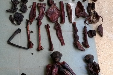 Voọc chà vá chân đen bị sát hại hàng loạt